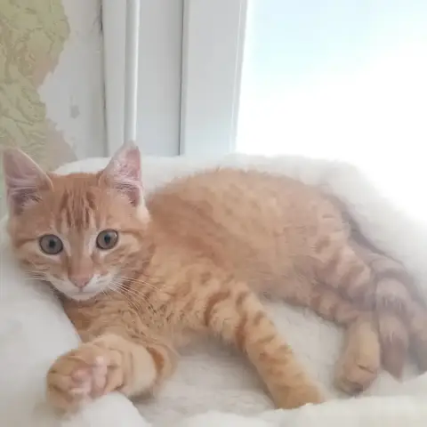 Bowie