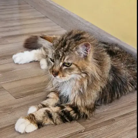 Archie