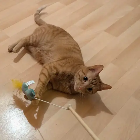 Laifu photo 2