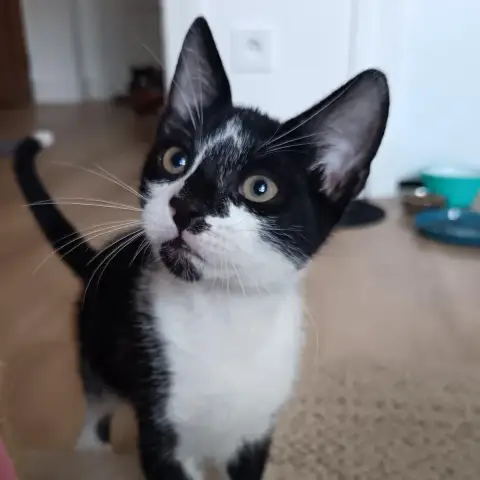 Oreo