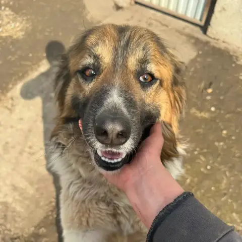 Tedi