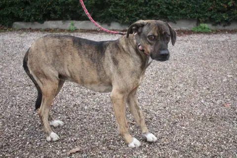 Laima