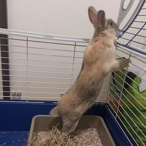 Tsuki photo 3