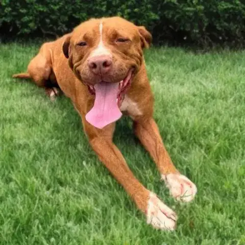 Starlett Chienne photo 2
