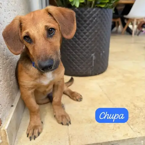 Chupa photo 3