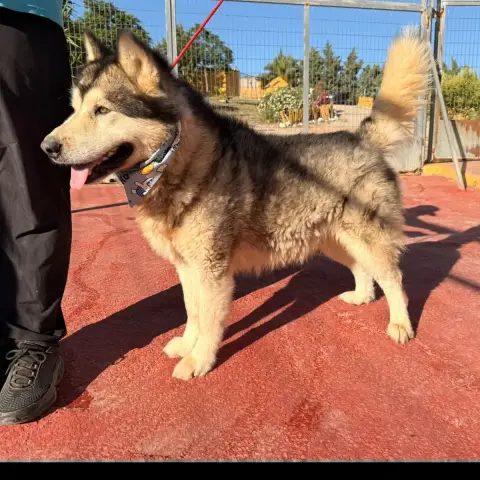 Alpha