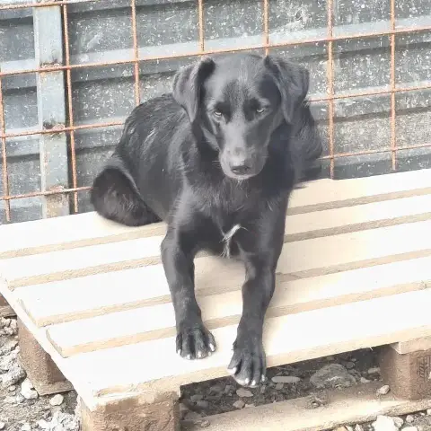 Nala photo 3