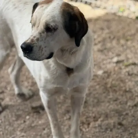 Maya