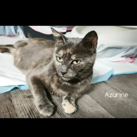 Azurine photo 3