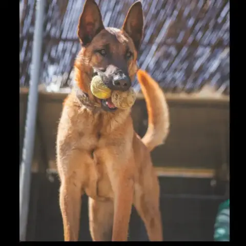 Loki