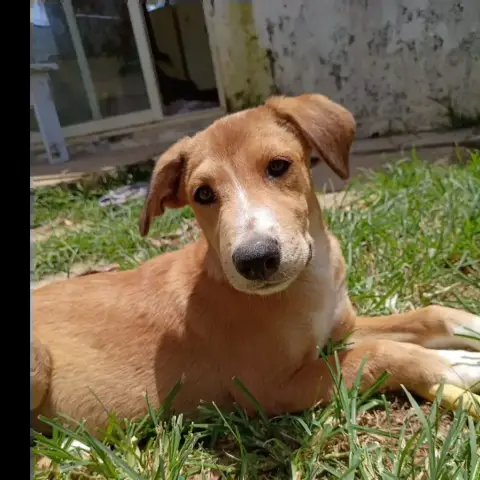 Nilo