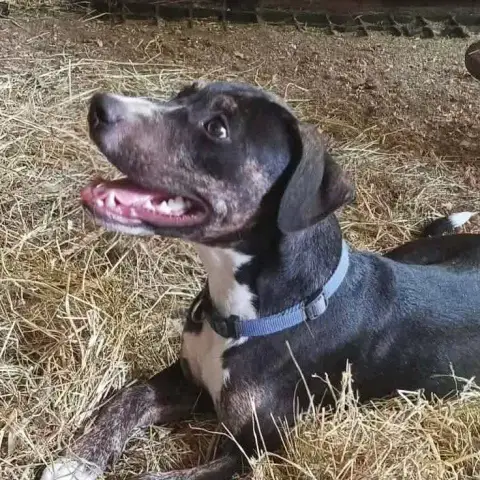 Darwin