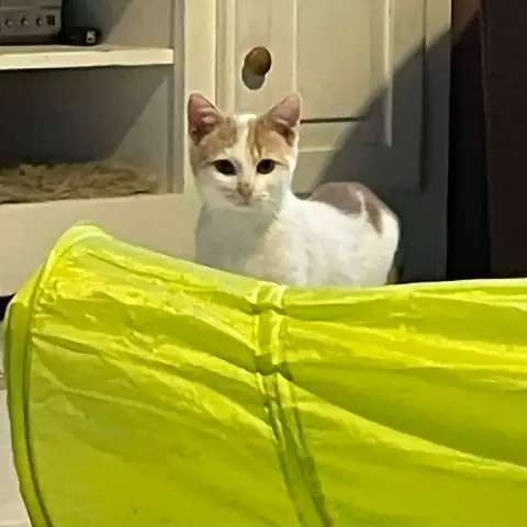Caramel