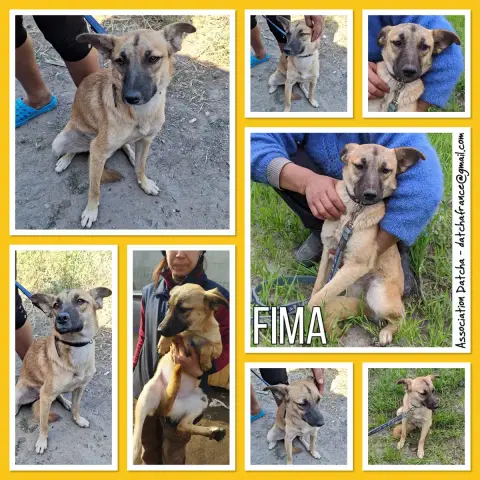Fima