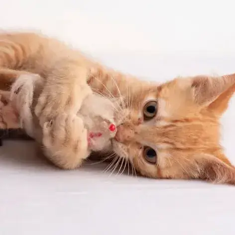 ✨️ Niro ✨️ 🐱 photo 2