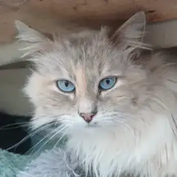 Bella