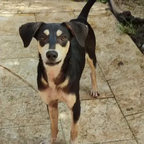 Sirius