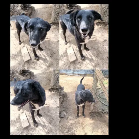 Koda