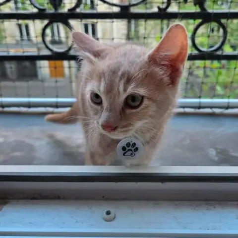 Ginger