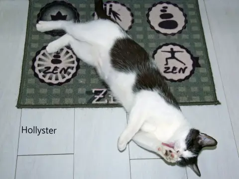 Hollyster
