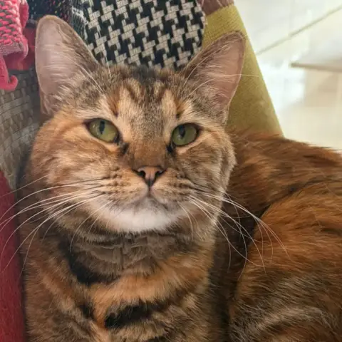 Titi