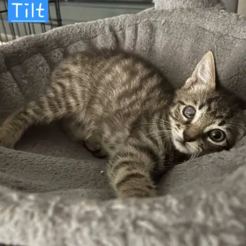 Tilt