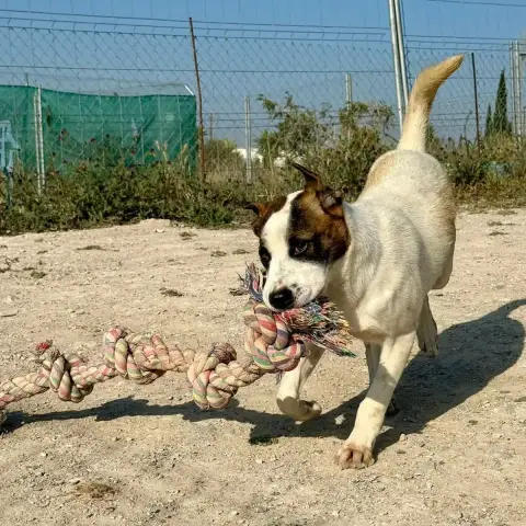 Rufus photo 3