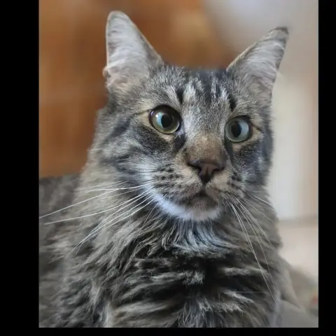 Maine Et Coon photo 2