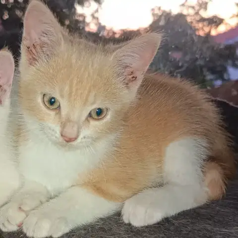 Caramel