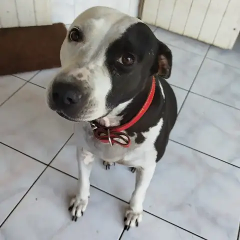 Metisse photo 2