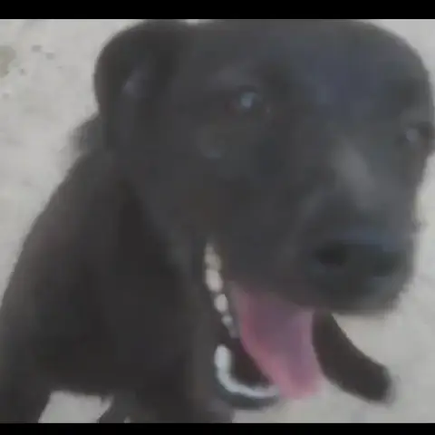 Firulais photo 2