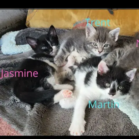 Jasmine photo 2