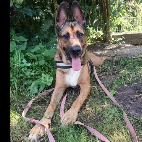 Bo
