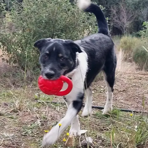Rex