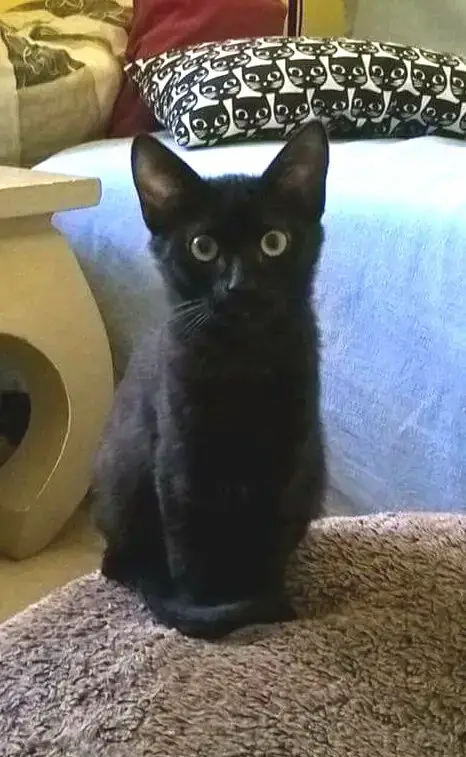 Ebony