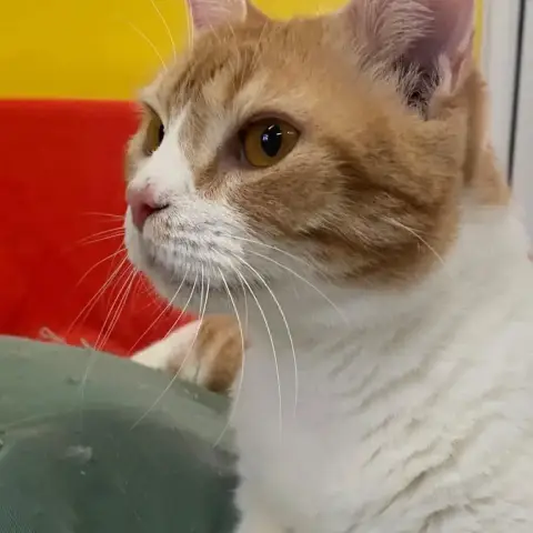 ✨️ Machu ✨️ 🐱 photo 3