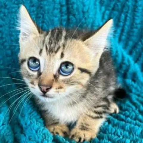 Bernard