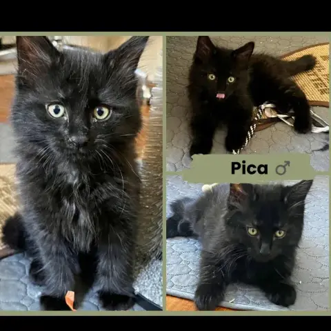 Monet Et Pica photo 3
