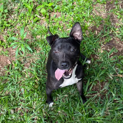Tyson photo 2