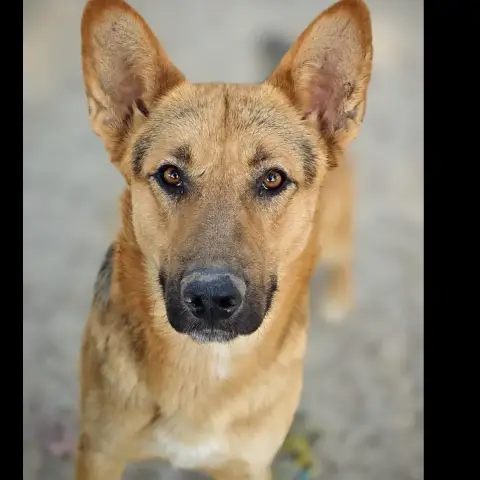 Puppie