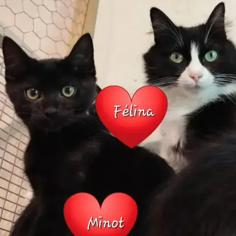 Félina