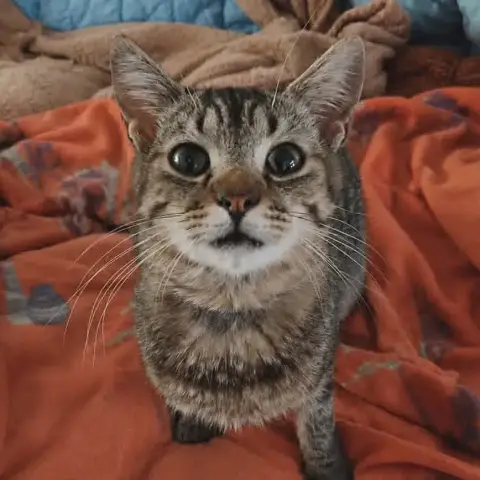 Terence