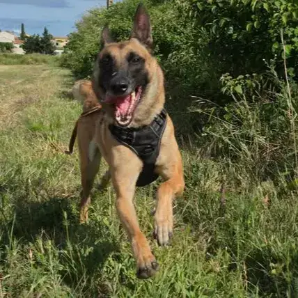 Vaya