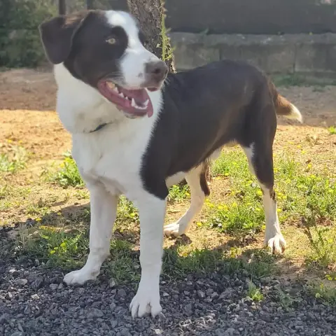 Léo