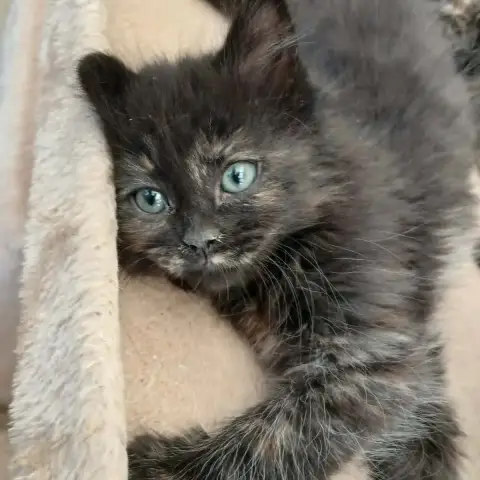 Bonnie