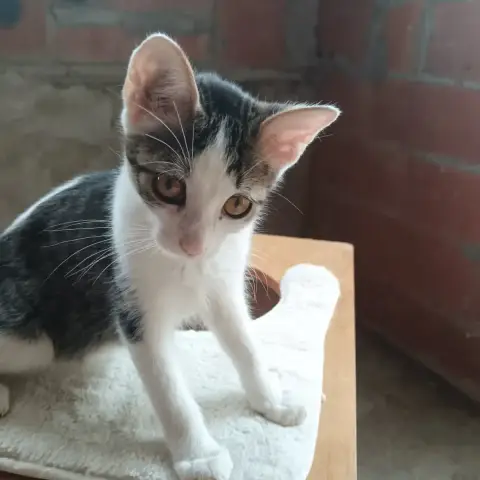 Abrita
