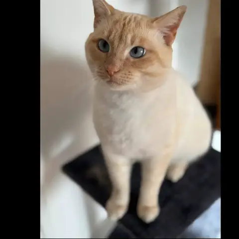 Minou