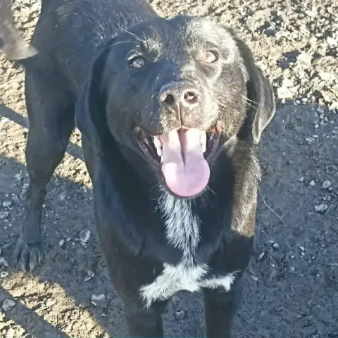 Osho Adoption/Fa Urgent!!!