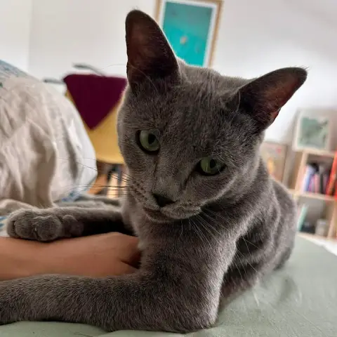 Tigri