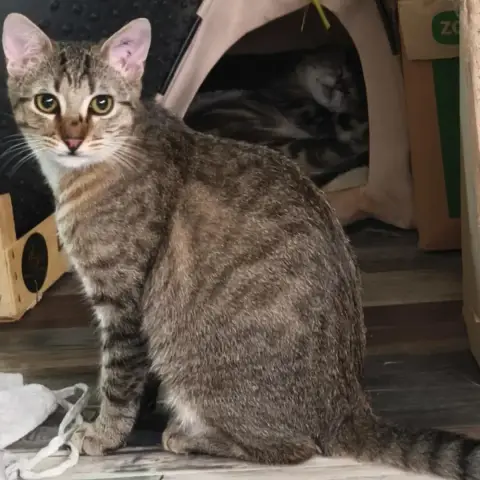 André